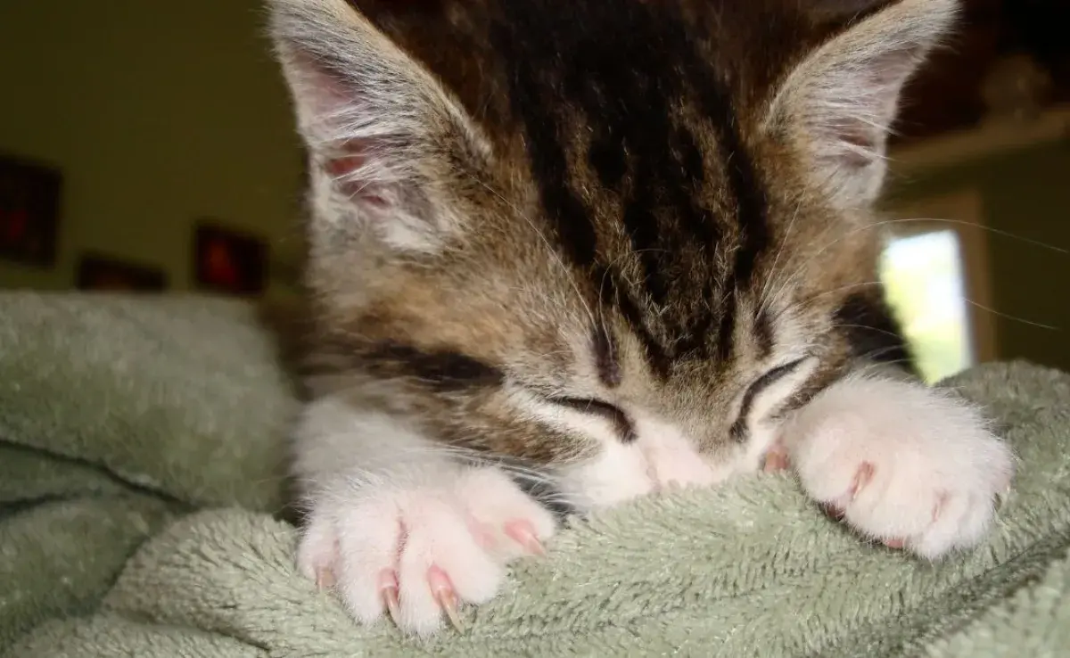 ¿Por qué los gatos amasan la cobija, qué significa? | Patas en Casa